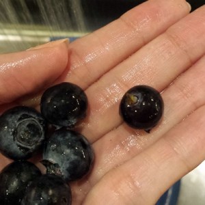 Blueberries Washed