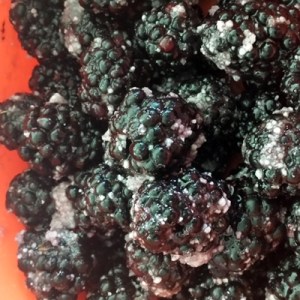 Sugar Coated Blackberries - yum!