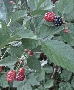 Home grown blackberries... almost ready